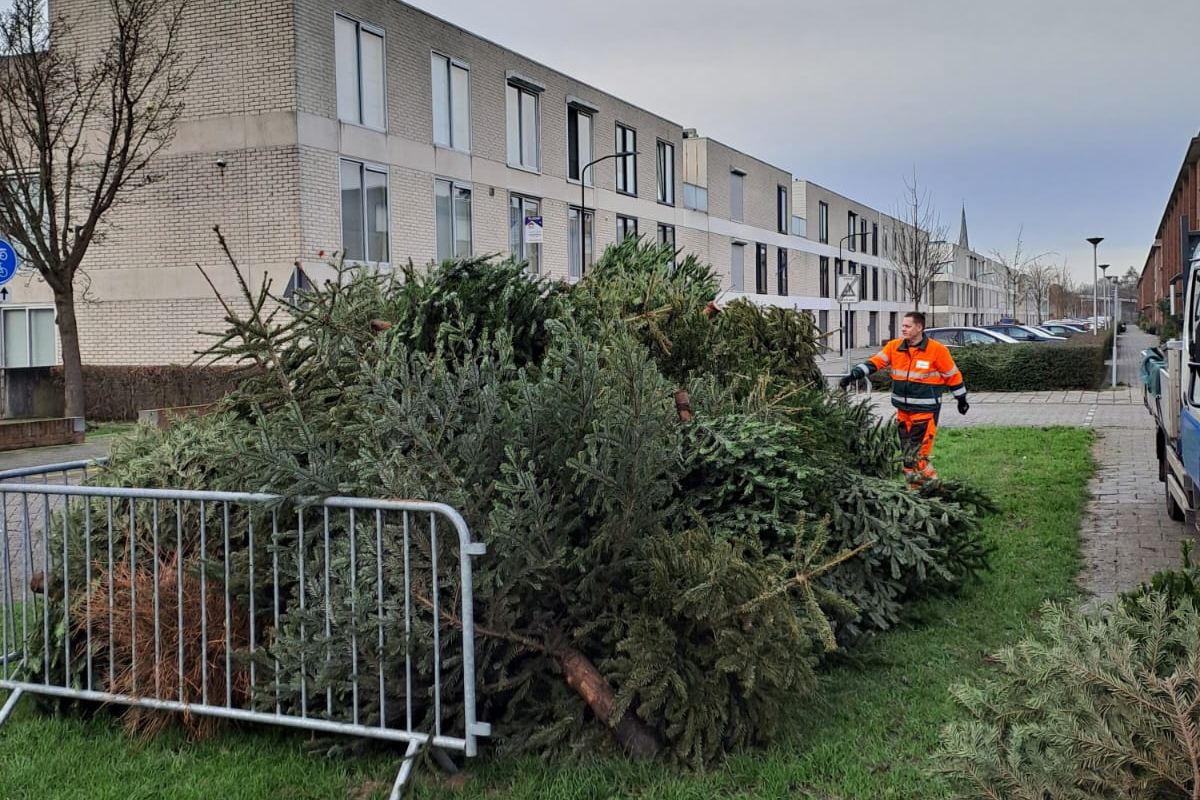 kerstbomen stapel zenderpark